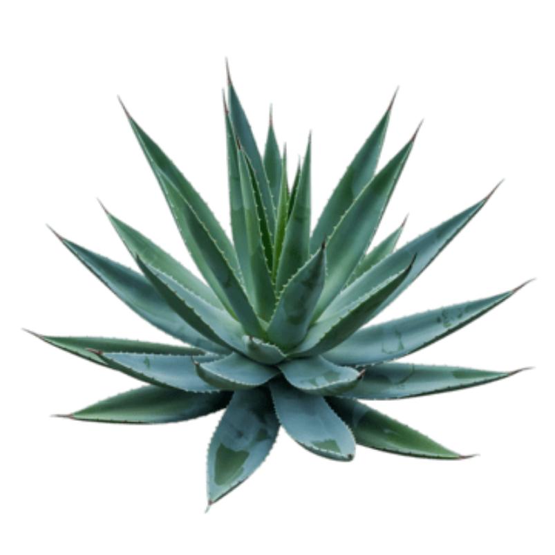 Planta de agave madura